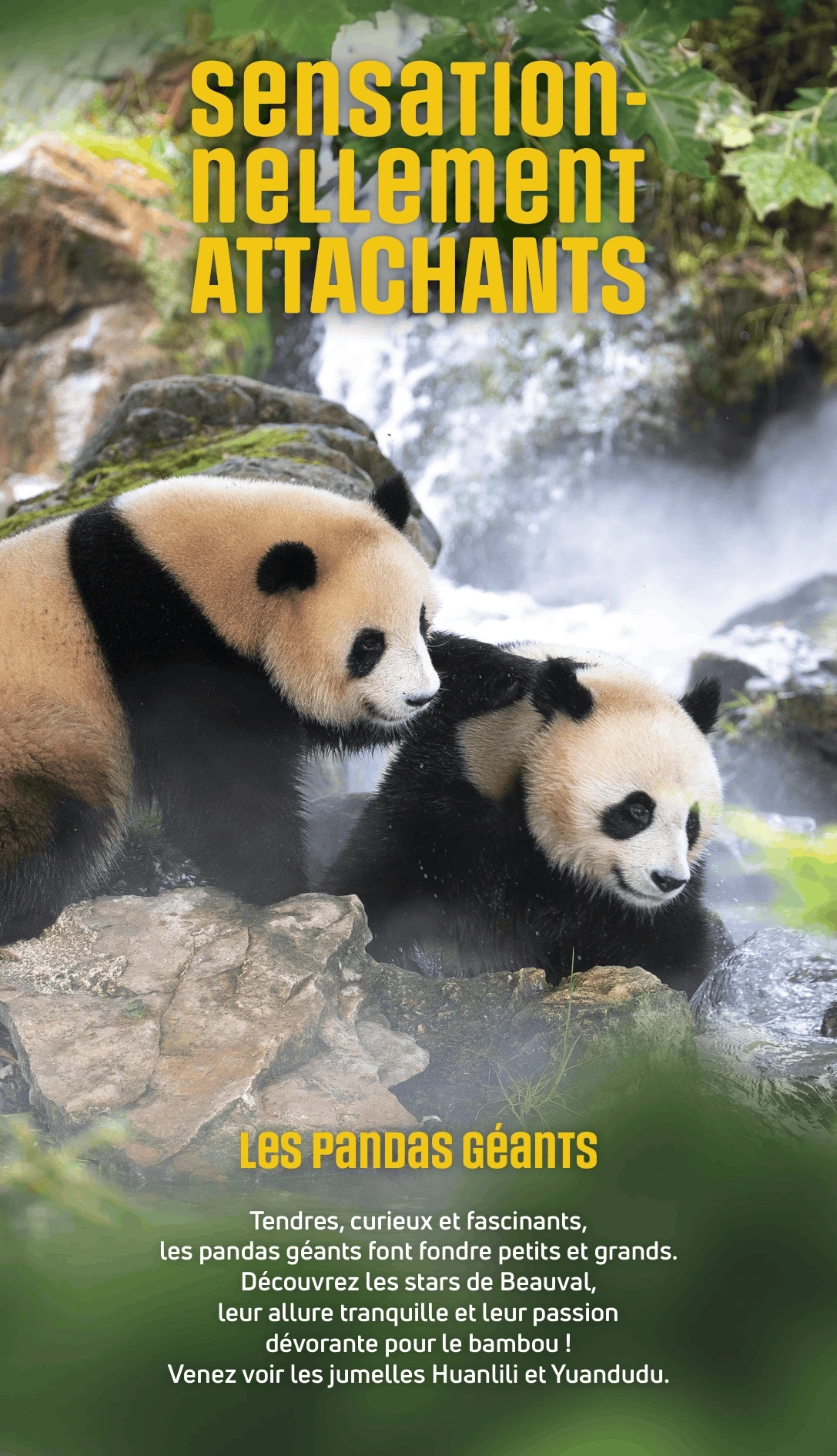 Zoo de beauval tarifs réduits billets à prix CE CSE pandas